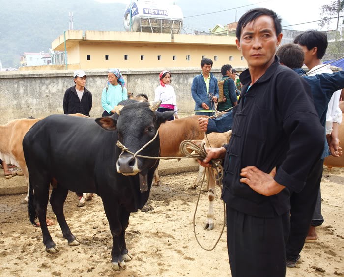 Базар рогатого скота в уезде Меовак провинции Хазянг - ảnh 2
